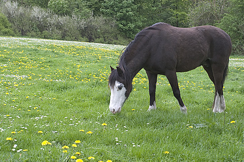 Horse at Ermelunden (Denmark)