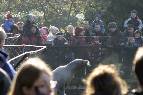 Feeding of the sea lions in Copenhagens Zoo.
