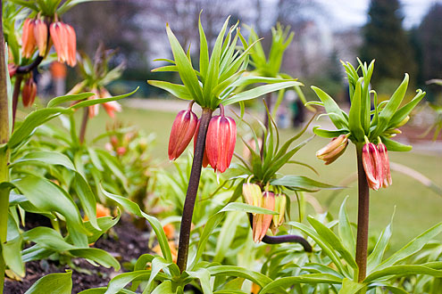 'Hængende Tulipaner?', KVL haveanlæg